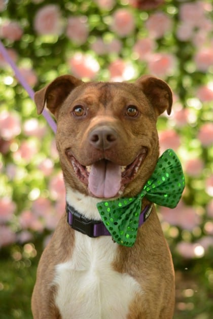 Photo of Cheerio, adoptable dog in Chamblee, Georgia