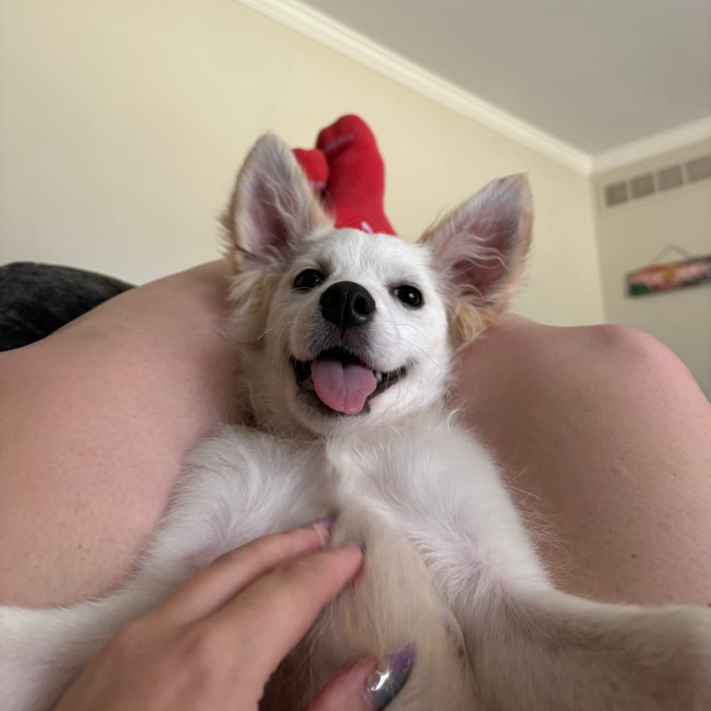 Photo of Alexander, adoptable Eskimo, American in Normal, Illinois