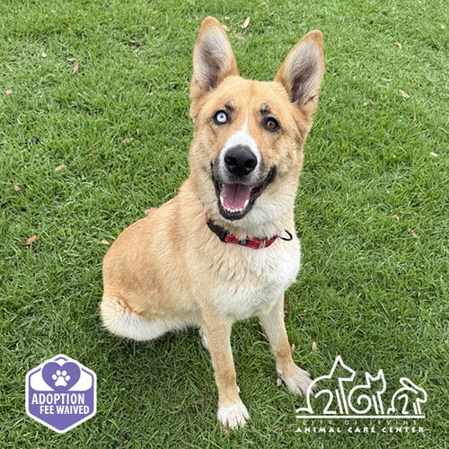Photo of Quinn, adoptable German Shepherd Dog in Irvine, California