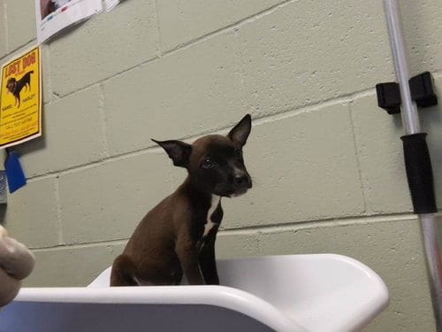 Photo of Noodle, adoptable Pit Bull Terrier in Tulsa, Oklahoma