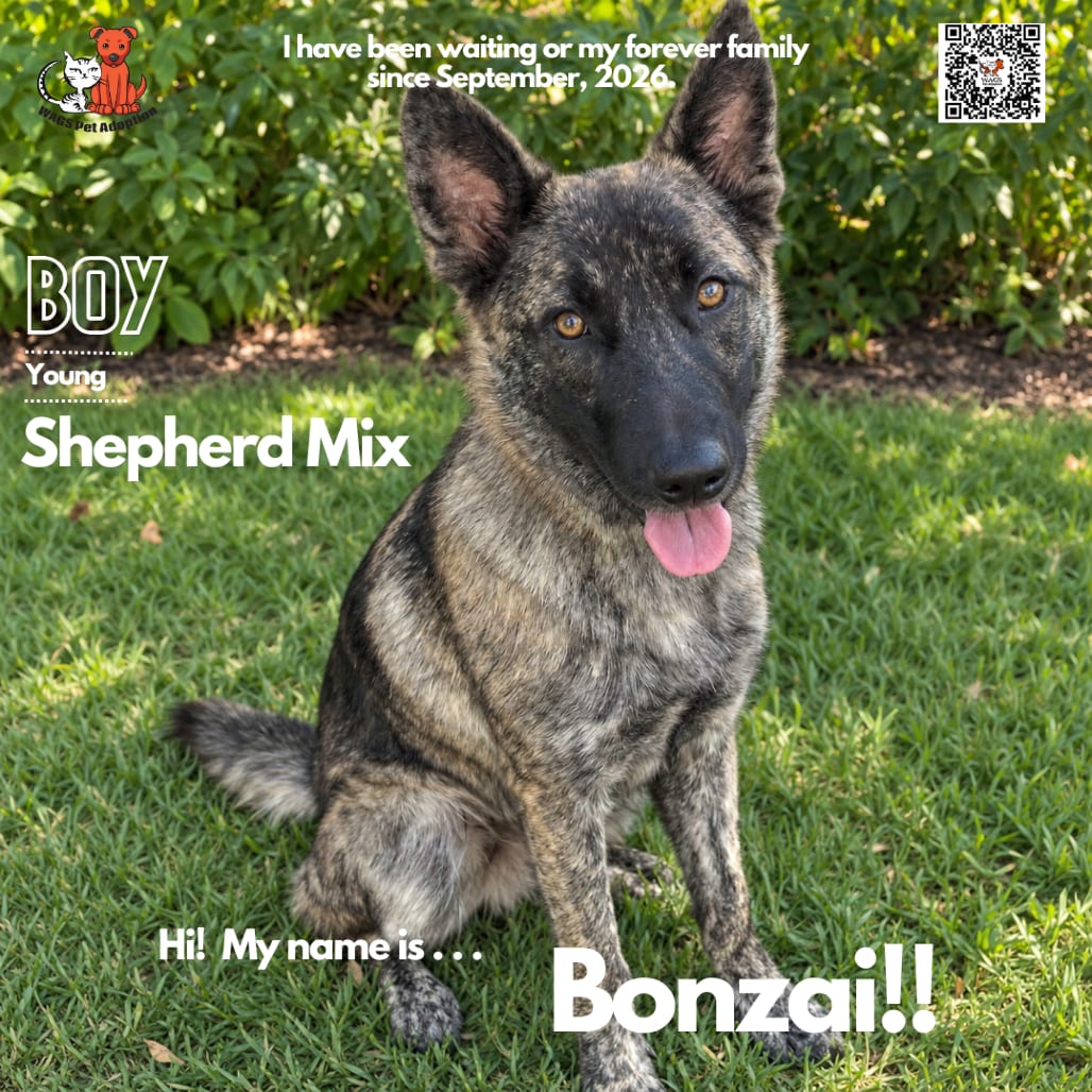 Photo of Bonzai, adoptable Shepherd, German / Mixed Breed (Medium) in Westminster, California