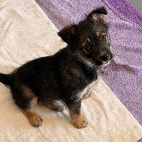 Photo of Curly, adoptable Unknown breed in Rancho Santa Fe, California