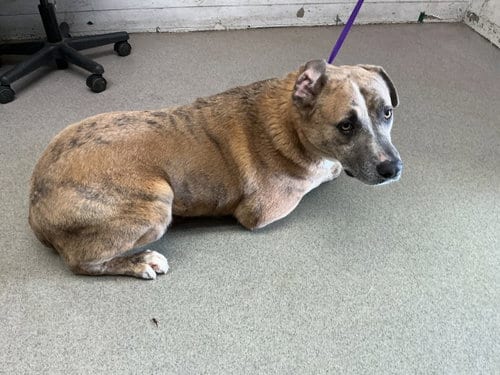 Photo of Blue, adoptable Labrador Retriever in San Bernardino, California