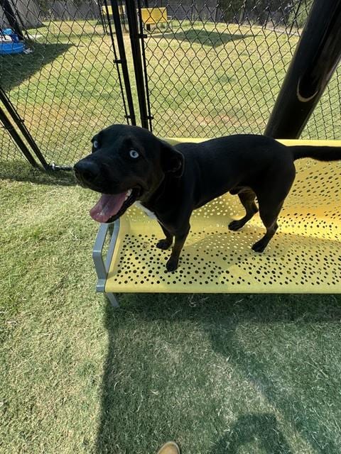 Photo of Doc, adoptable Labrador Retriever in Temple, Texas