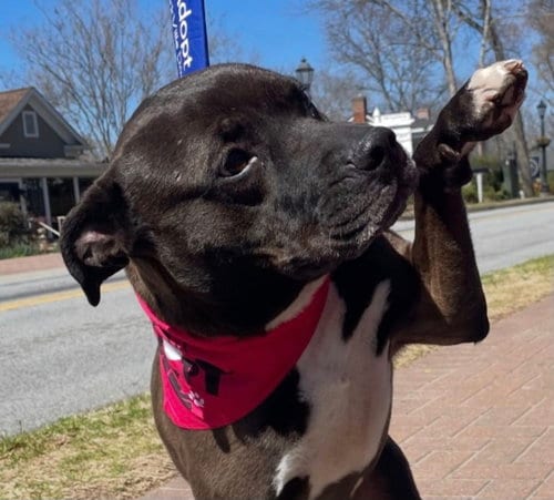 Photo of Daytona, adoptable Labrador Retriever in Roswell, Georgia