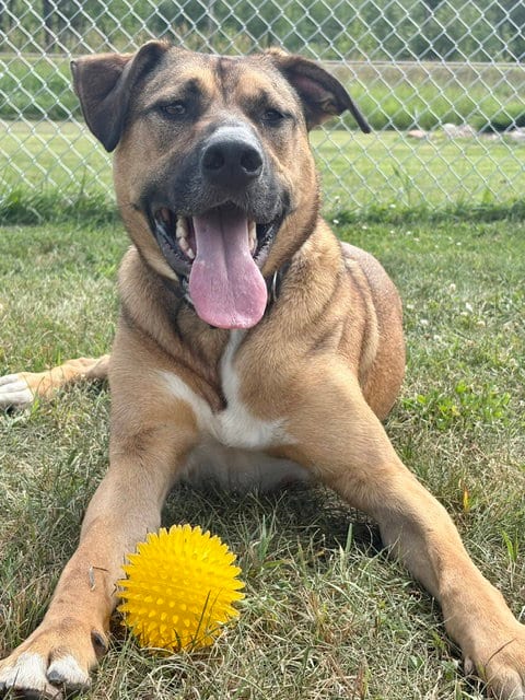 Photo of Timone, adoptable German Shepherd Dog in Webster, Wisconsin