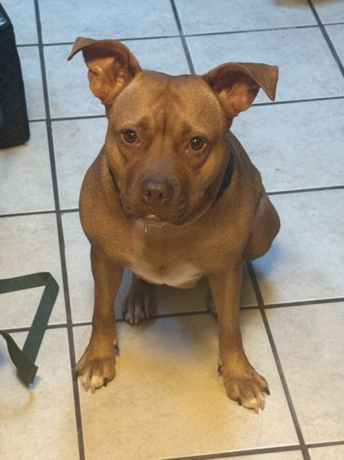Photo of Olivia, adoptable American Pit Bull Terrier in Derwood, Maryland