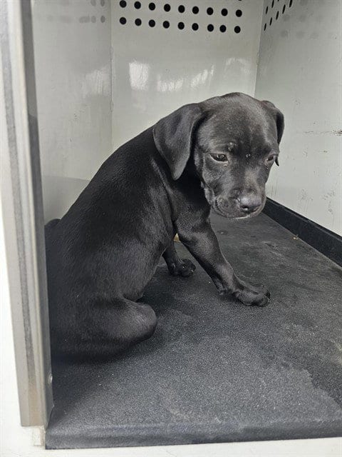 Photo of Puppup, adoptable Labrador Retriever in Bakersfield, California