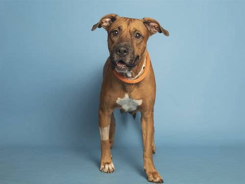 Photo of Stella, adoptable American Pit Bull Terrier in Phoenix, Arizona