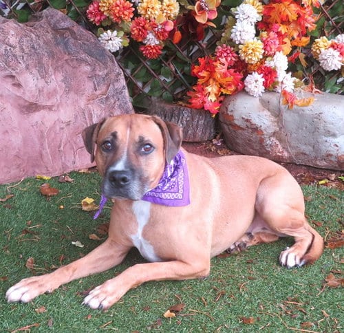 Photo of Buc-Ee, adoptable Black Mouth Cur in Oklahoma City, Oklahoma