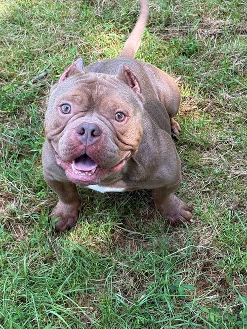 Photo of Porkchop, adoptable Pit Bull Terrier in Cranford, New Jersey