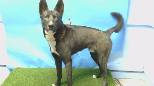 Photo of A5806236, adoptable Siberian Husky in Gardena, California