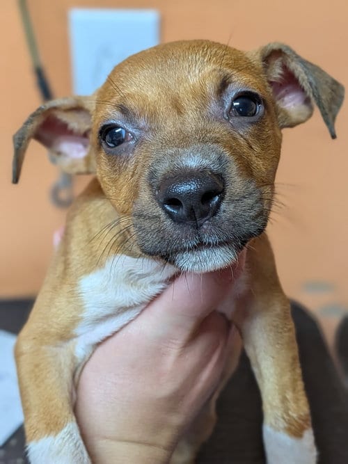 Photo of Leela, adoptable Unknown breed / mixed in garner, North Carolina