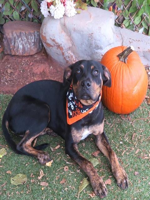 Photo of Ollie, adoptable Rottweiler in Oklahoma City, Oklahoma