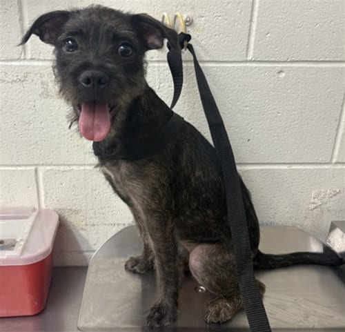 Photo of Jynx, adoptable Terrier in San Bernardino, California