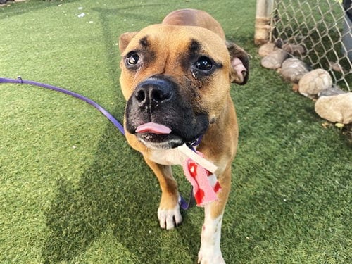 Photo of Mandolin, adoptable Boxer in Phoenix, Arizona