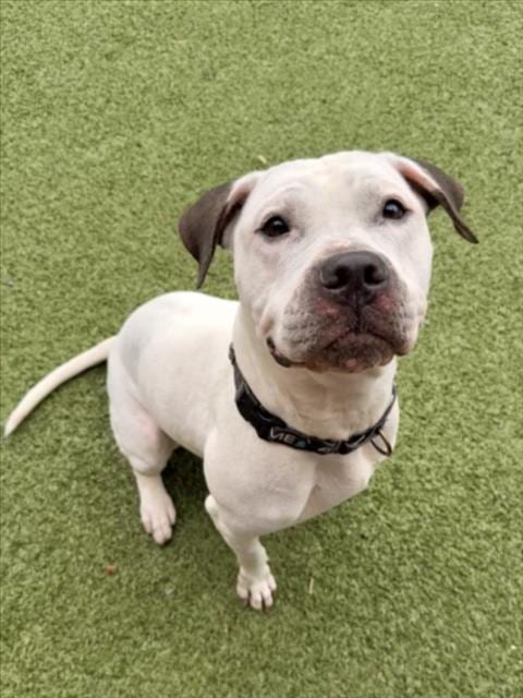 Photo of Monroe, adoptable American Pit Bull Terrier in Derwood, Maryland