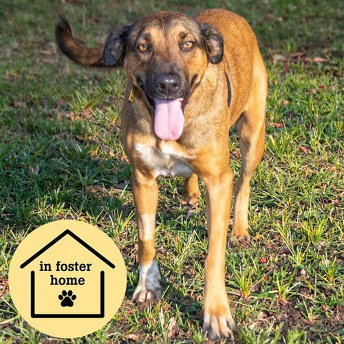 Photo of Dona, adoptable Labrador Retriever in St Louis, Missouri