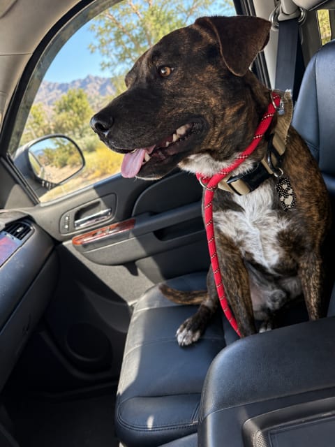 Photo of Drogo #2, adoptable American Pit Bull Terrier in Chandler, Arizona