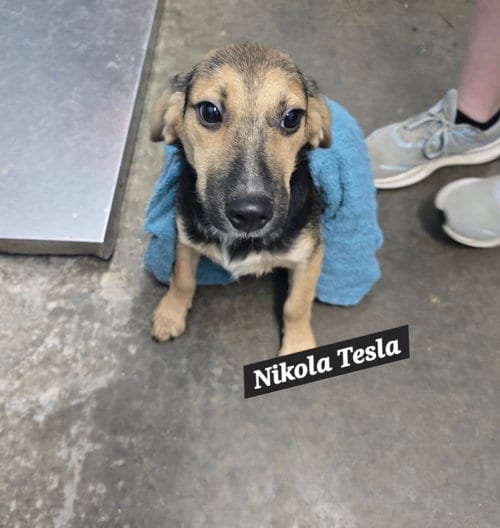Photo of Nikola Tesla, adoptable Beagle in Evansville, Indiana