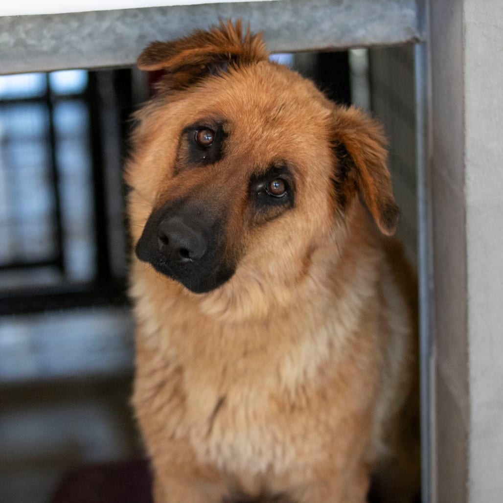 Photo of Sasha (S26-109), adoptable Shepherd, German / Mix in Colorado Springs, Colorado