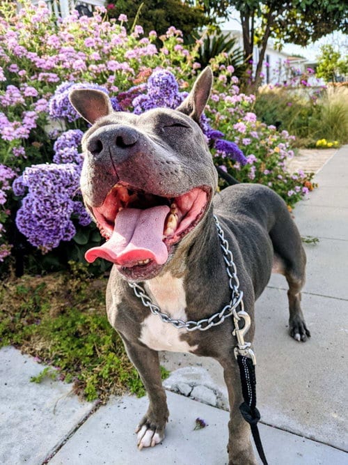 Photo of Keisy, adoptable American Bulldog in Dana Point, California