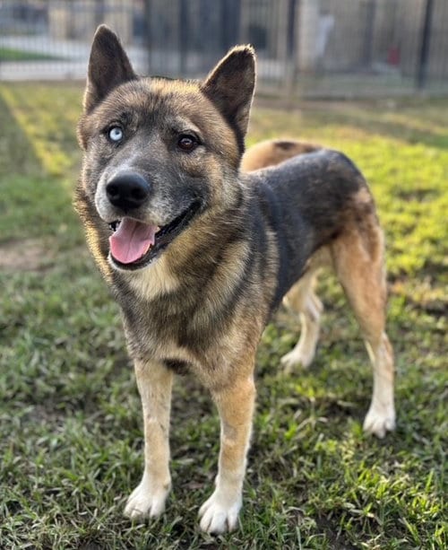 Photo of Rocky, adoptable German Shepherd Dog in Riverside, California