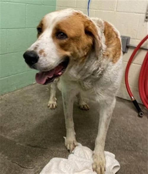 Photo of Gillian, adoptable Great Pyrenees in Sacramento, California