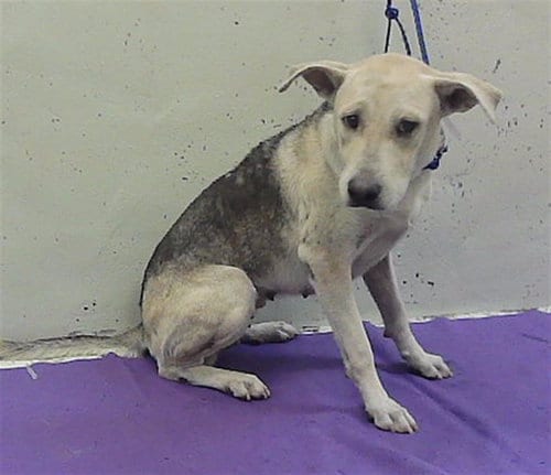 Photo of Jade, adoptable German Shepherd Dog in Houston, Texas