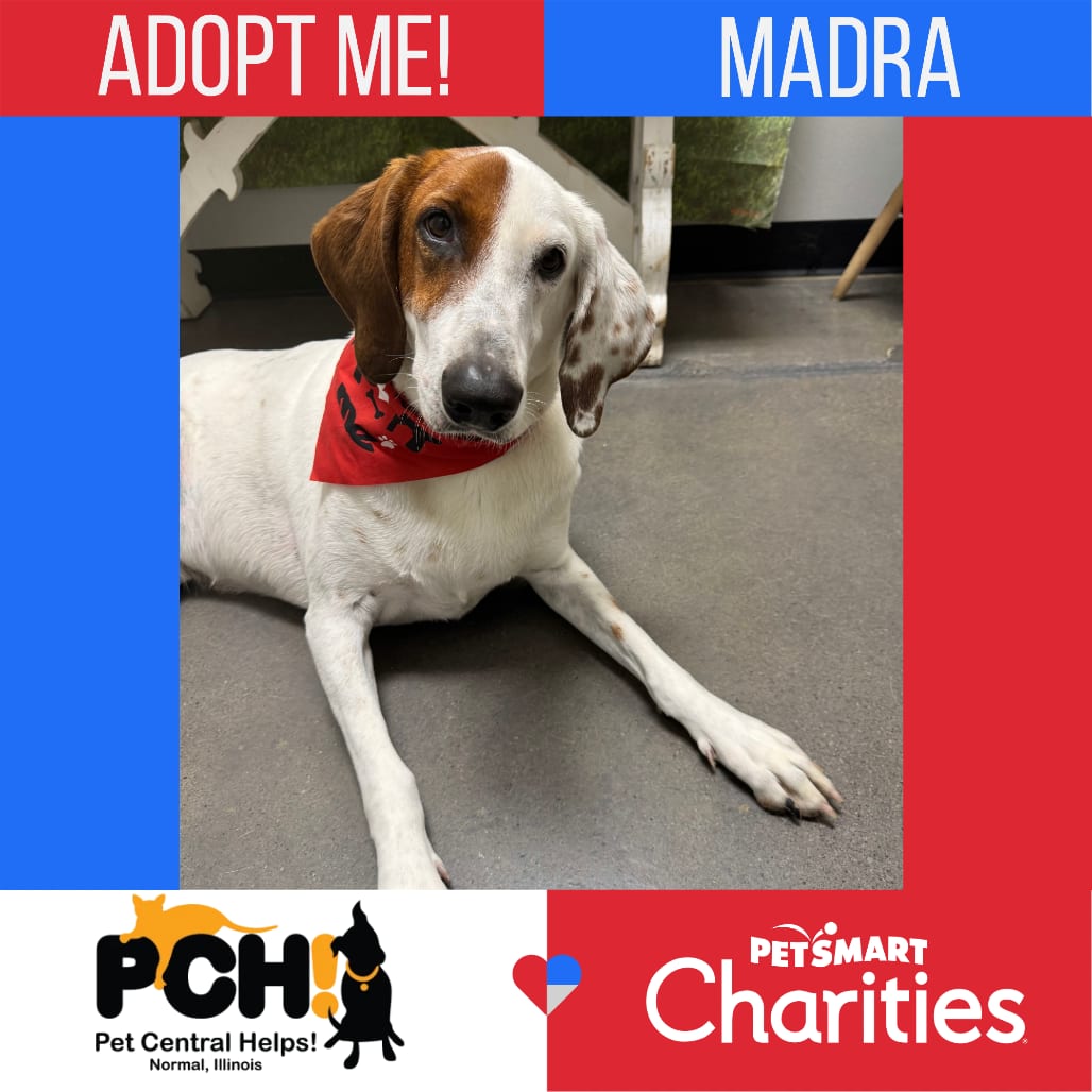 Photo of Madra, adoptable Cattle Dog, Australian (Red Heeler) / Pointer in Normal, Illinois