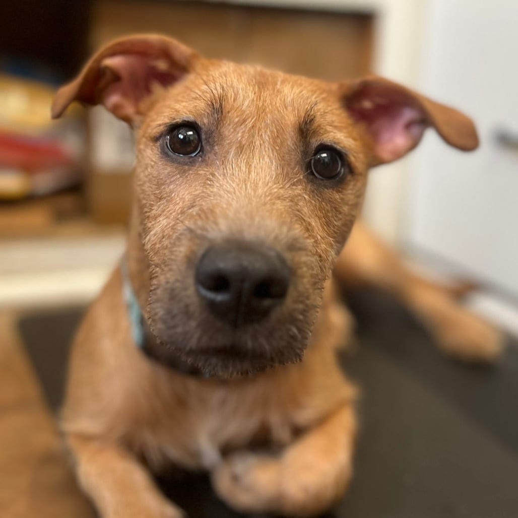 Photo of Billie, adoptable Terrier / Mix in Riverwoods, Illinois