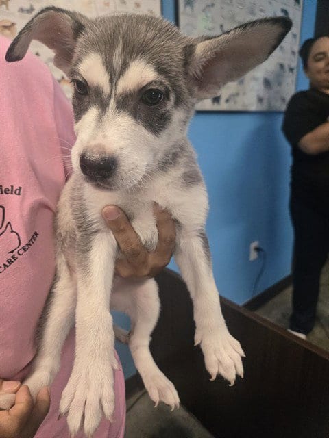 Photo of A171698, adoptable Husky in Bakersfield, California