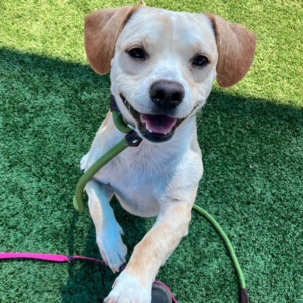 Photo of Buzz, adoptable Mixed Breed (Medium) in San Francisco, California