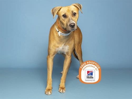 Photo of Nessie, adoptable Labrador Retriever in Phoenix, Arizona