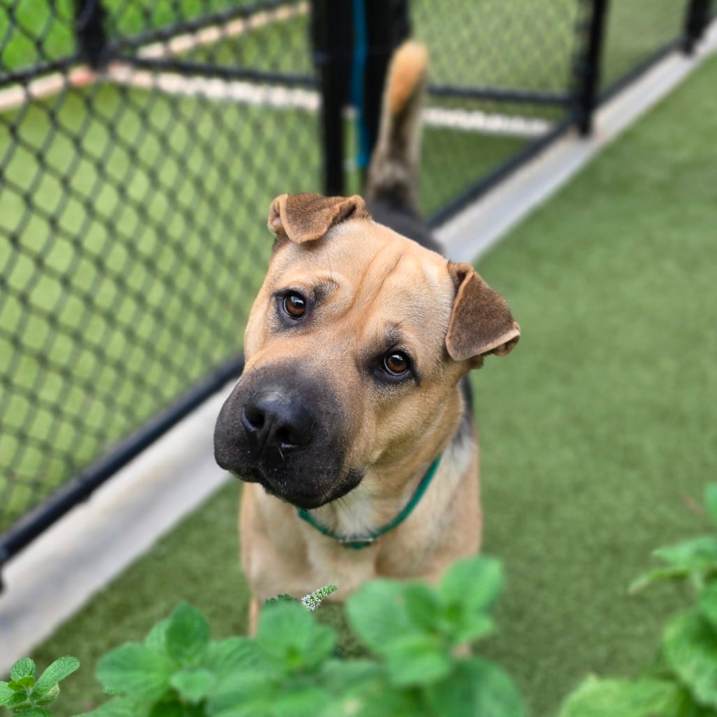 Photo of Felix, adoptable Pei, Shar / Shepherd, German in Greensboro, North Carolina