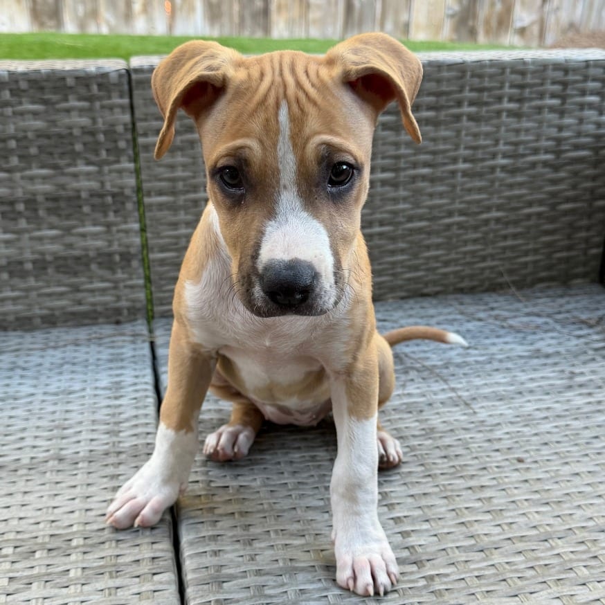 Photo of Pancake, adoptable Boxer / Terrier, Pit Bull in Oceanside, California