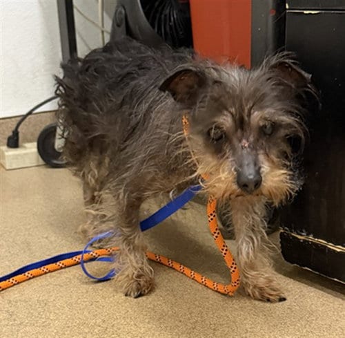 Photo of Samson, adoptable Terrier in Hayward, California