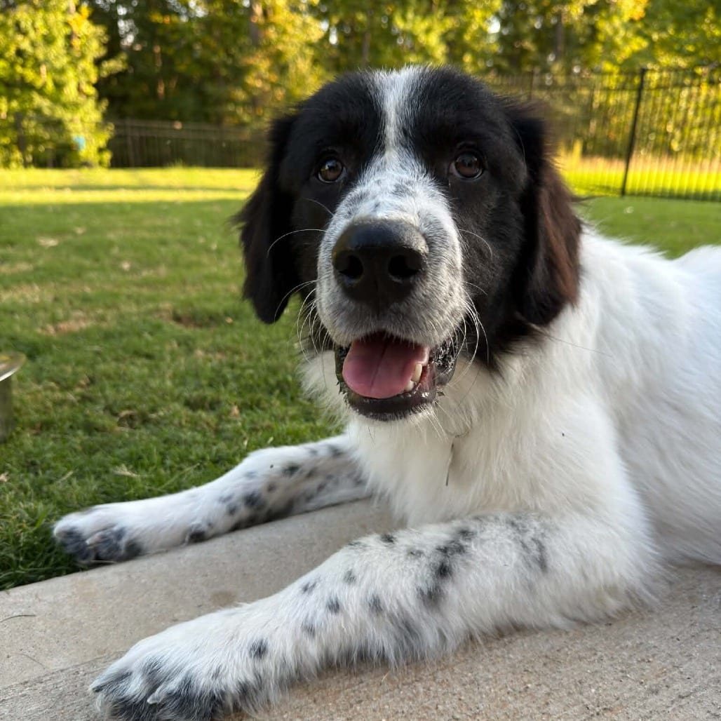 Photo of Sullivan, adoptable Pyrenees, Great / Collie, Border in Raleigh area, North Carolina