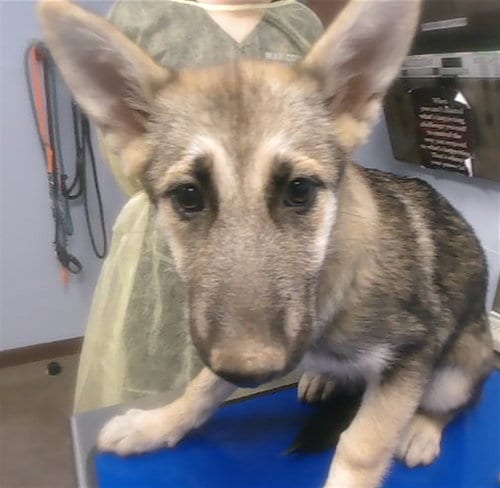 Photo of Beans, adoptable German Shepherd Dog in Phoenix, Arizona