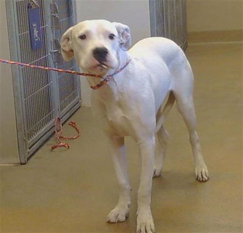 Photo of Jamie Curtis, adoptable Pit Bull Terrier in Sacramento, California