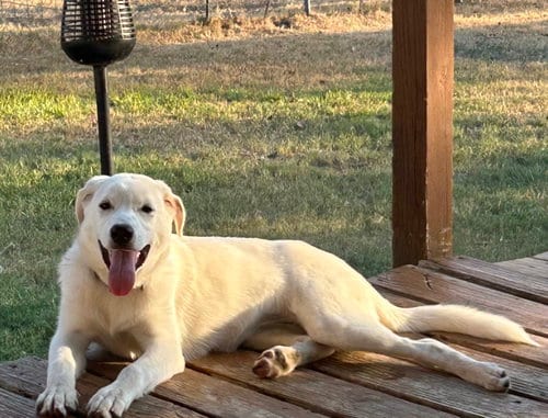 Photo of Fig, adoptable Great Pyrenees in Dallas, Texas