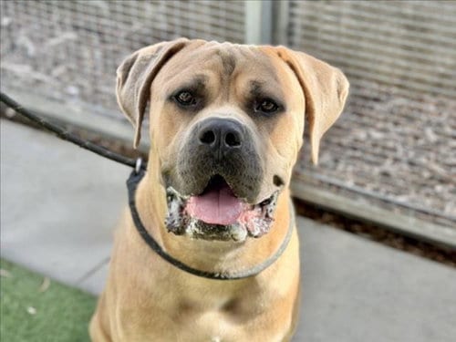 Photo of Bentley, adoptable Cane Corso Mastiff in San Pedro, California
