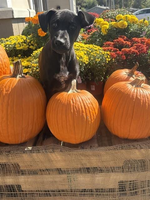 Photo of Andromeda, adoptable Pit Bull Terrier in Bakersfield, California