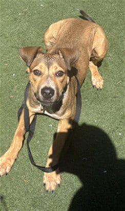 Photo of Pedro, adoptable German Shepherd Dog in Texas City, Texas