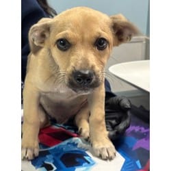 Photo of Lance, adoptable Terrier (Unknown Type, Medium) in San Antonio, Texas
