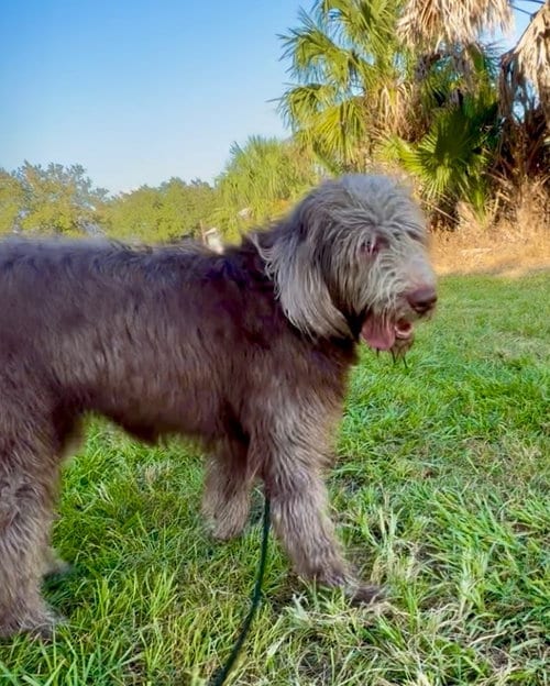 Photo of Cinnamon, adoptable Poodle (Standard) in Sanford, Florida