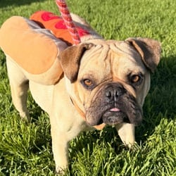 Photo of Stuart, adoptable American Bulldog in Santa Maria, California