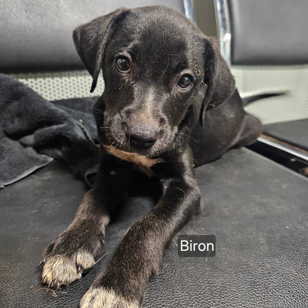 Photo of Biron, adoptable Mixed Breed (Medium) in Mount Vernon, Arkansas