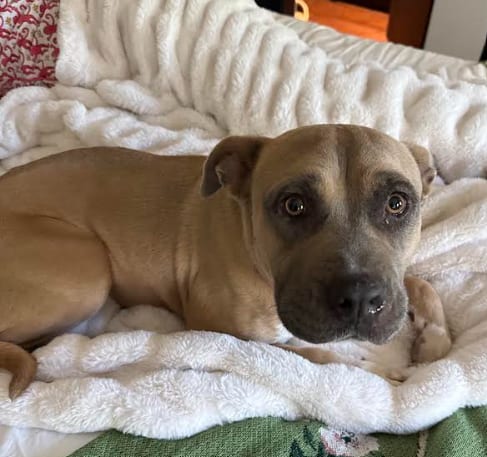 Photo of Phoebe, adoptable Mastiff in San Diego, California