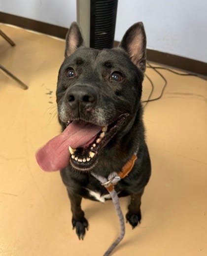Photo of Gellert, adoptable dog in Chamblee, Georgia